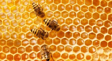 Honeybees and people alike enjoy and benefit from honey. (Image credit: Shutterstock)