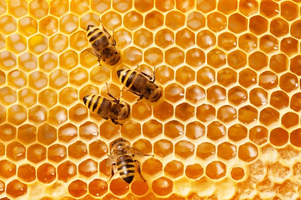 Honeybees and people alike enjoy and benefit from honey. (Image credit: Shutterstock)