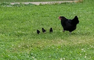 Momma and her chicks